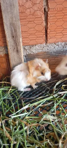Porquinho da Índia só um filho disponível 
