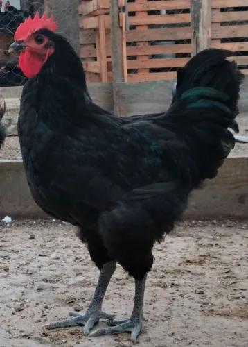 Galo