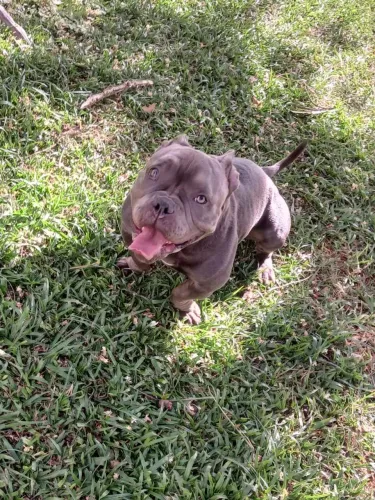 American Bully fêmea filhotona com pedigree de campeões 