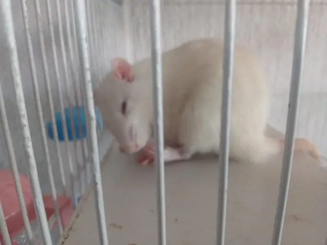 Doação rato twister 