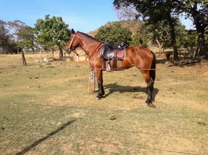 ADQUIRA SEU MANGALARGA MARCHADOR!