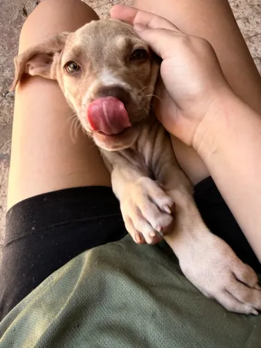 Doa-se filhotes
