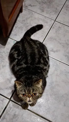 Gata da Raça Exótico pelo Curto