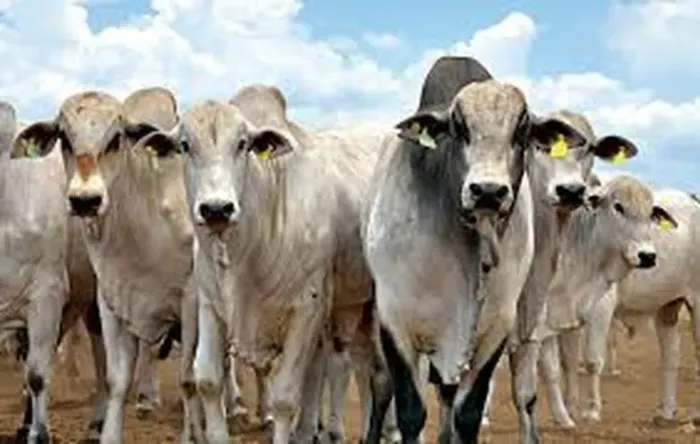 Compre e Venda Gado com 50% a Vista e 50% parcelado