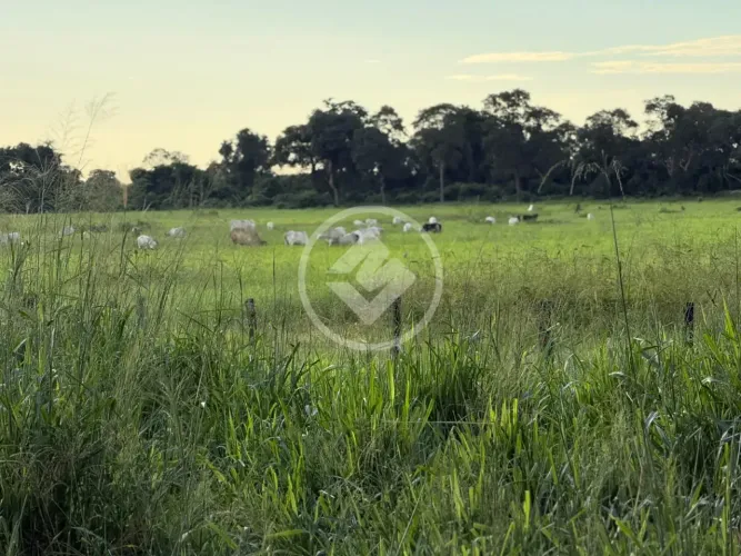 Fazenda de 512 Hectares em Poconé Pronta para Pecuária e Lazer codigo: 325459