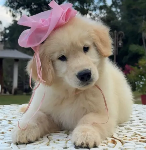 Filhotes de golden retriever 