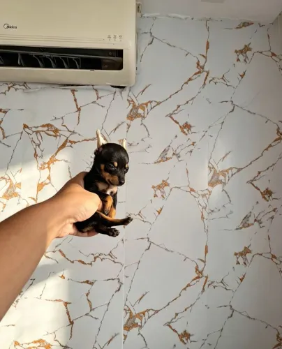 Pinscher 0