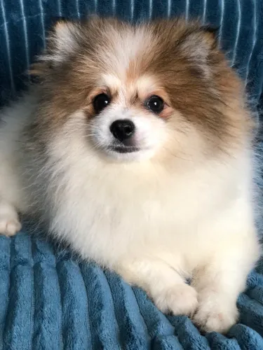Filhote Spitz Macho