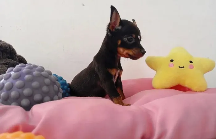 Promoção Pinscher 0