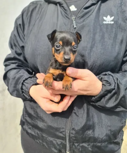 Pinscher Macho Pequeno Porte Alto Padrão | Loja Física e Garantias