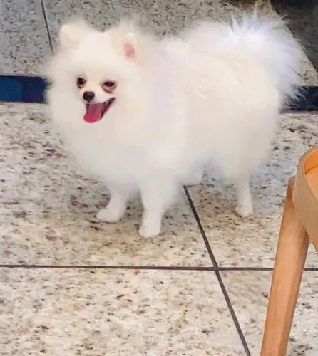 Machinho lindo