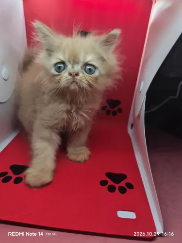 Filhote de gato persa