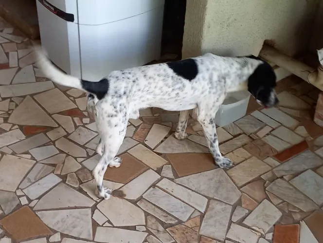 Doação de um cachorro 