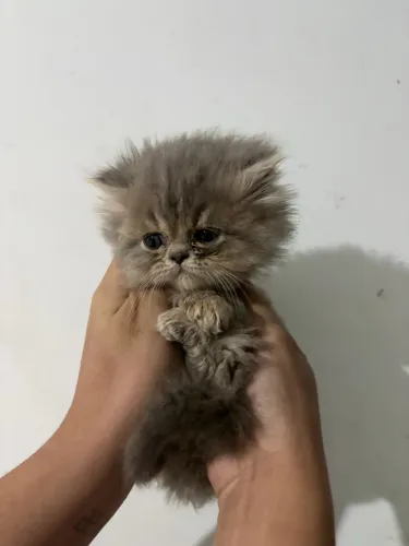 Filhotes Gato Persa