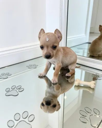Mini Pinscher Cheio de Charme