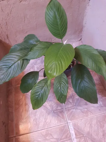 Plantas muito bem cuidadas com terra orgânica espada de São Jorge, lírio da paz