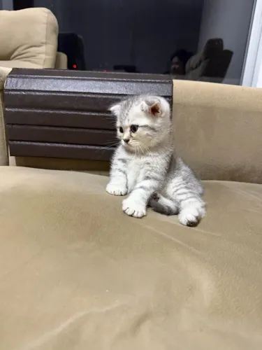 Gatos Scottish fold e Straight