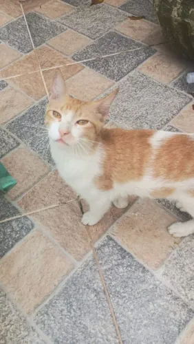 Gatinho