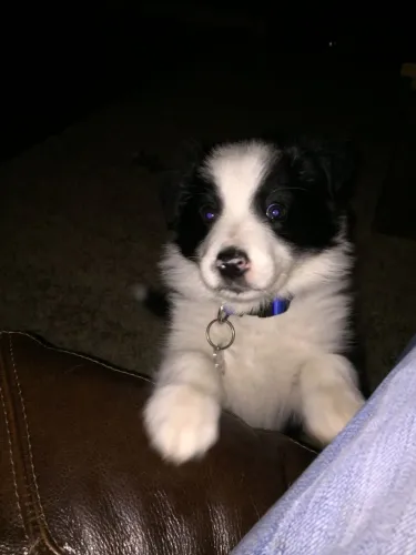 Filhotes De Border Collie - Companhia Que Inspira Confiança