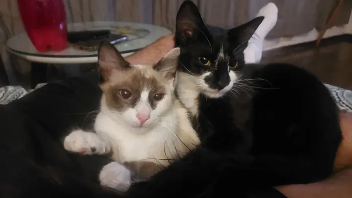 Gato