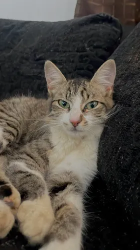 Gatinha Adoção Responsável 