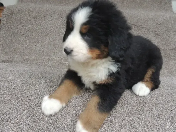 Bernese Mountain com 1ª Dose de Vacina + Garantia