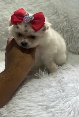Lulu da Pomerânia Filhote
