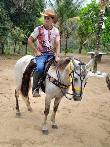 Cavalos baxeiros 