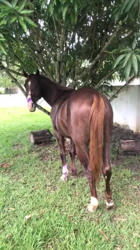 Cavalo QM