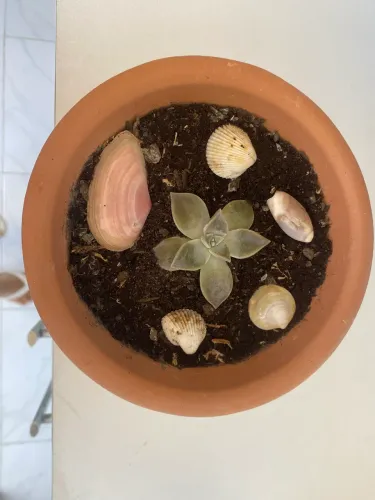 Vaso Suculenta !!