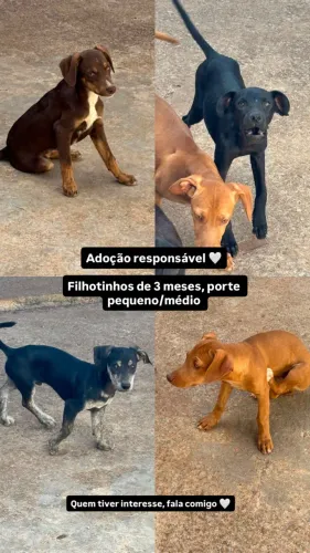 Doações de cachorrinhos filhotes