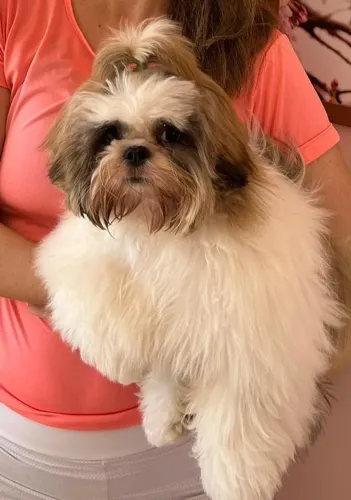 Shitszu 7 meses filhote 2500,00