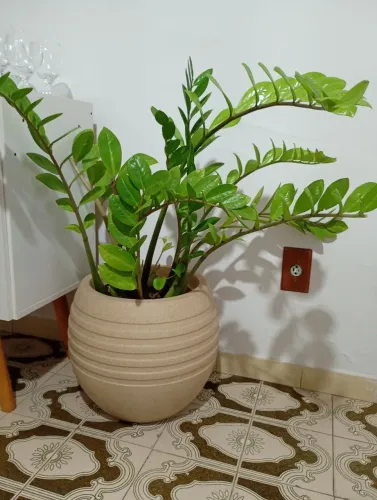 Vende planta com vaso 
