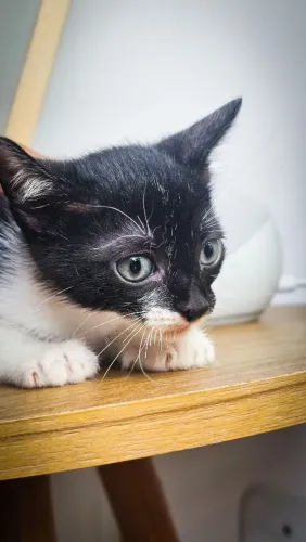 Filhotes de Gato para Adoção