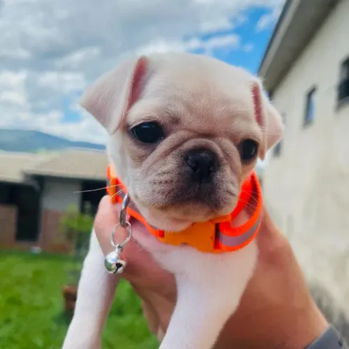 Filhote de Pug Branco