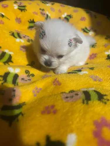 Spitz alemão | Macho