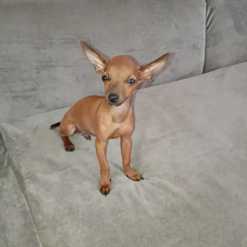 Vendo Pinsher macho 