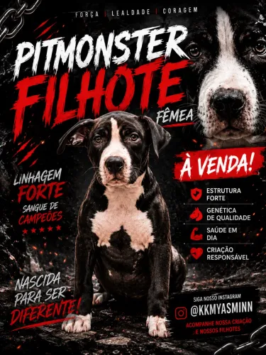 Filhote de pitmonster fêmea 