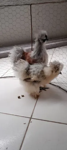 Galinhas sedosas