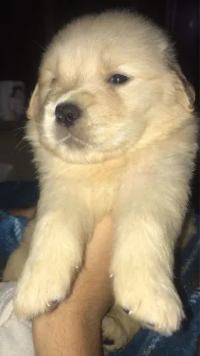 Golden Retriever Filhote - Pedigree, Saúde e Qualidade