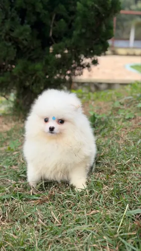 Spitz alemão 