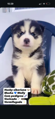 Husky siberiano pelagem Wolly com pedigree
