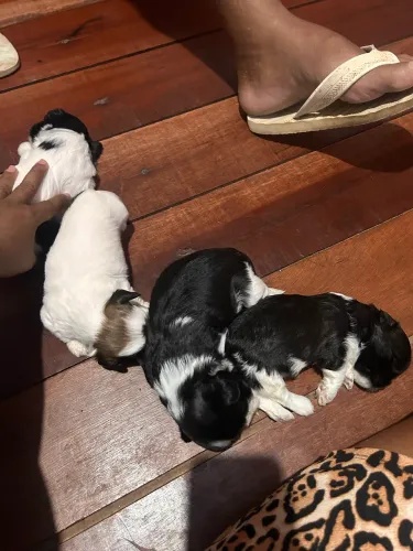 Vendo filhotes de shitzu fêmea