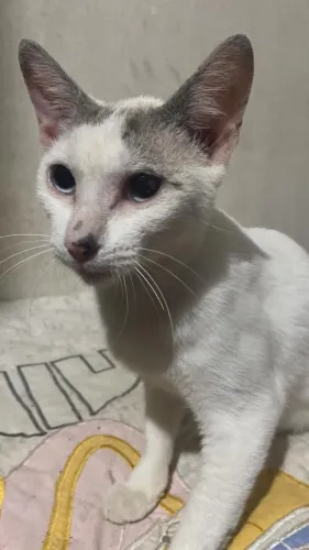 Gatinha doação fêmea castrada 