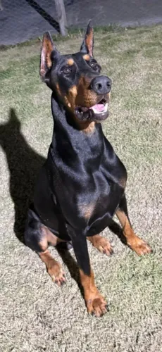 Lindo Dobermann jovem com 18 meses