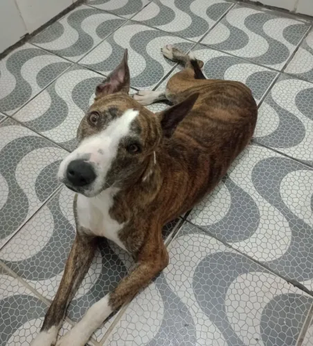 Pitbull para adoção