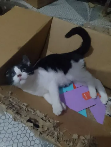 Doação gatinho filhote
