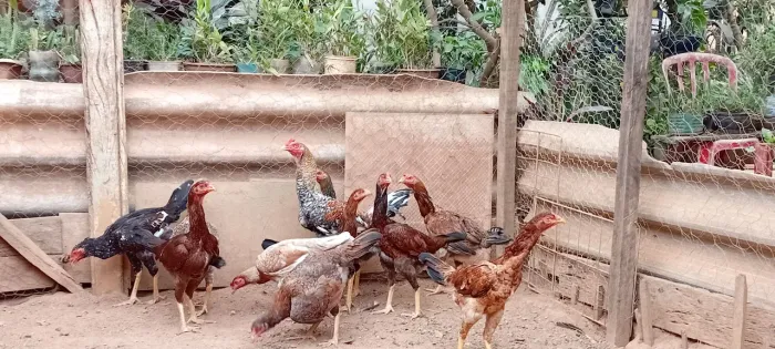 Vendo todas essas galinhas Caipiras