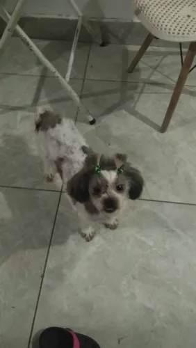 Cachorra Lhasa apson fêmea 5 anos