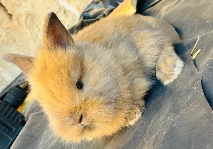 Filhote de Coelho Fêmea Lionhead disponível